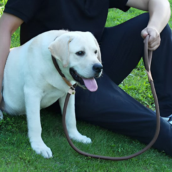 Laisse pour chien | Ergonomique