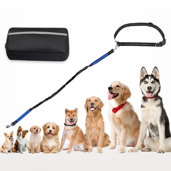 Laisse pour chien main libre qui s'adapte à toutes les races canines
