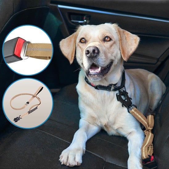 laisse pour chien | Robuste