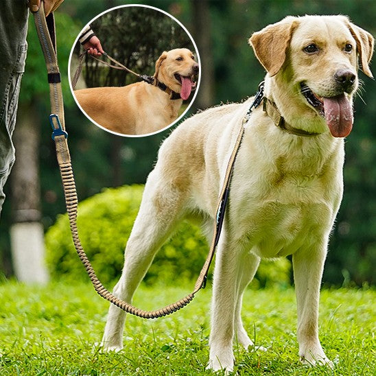 laisse pour chien | Robuste