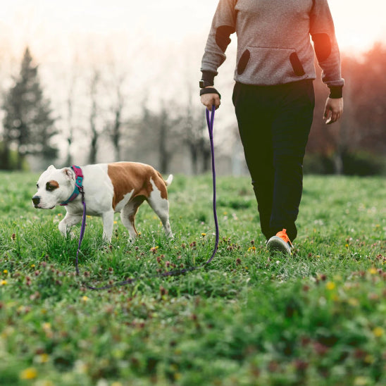 Laisse pour chiens avec poignée ergonomique