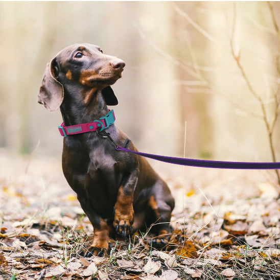 Laisse pour chiens légère