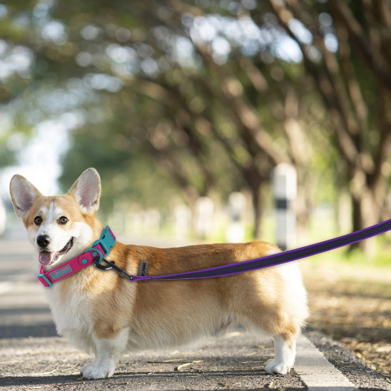 Laisse pour chiens robuste 