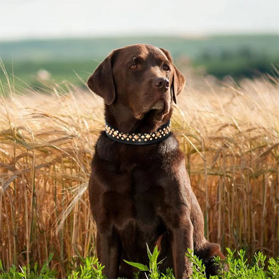 Collier cuir Chien noir