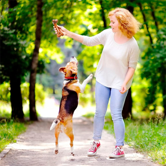Os caoutchouc pour chien interactif