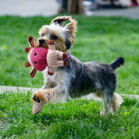 Peluce Chien idéale pour stimuler et divertir votre animal au quotidien