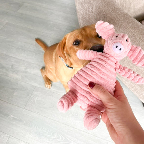 Peluche pour Chien cochon