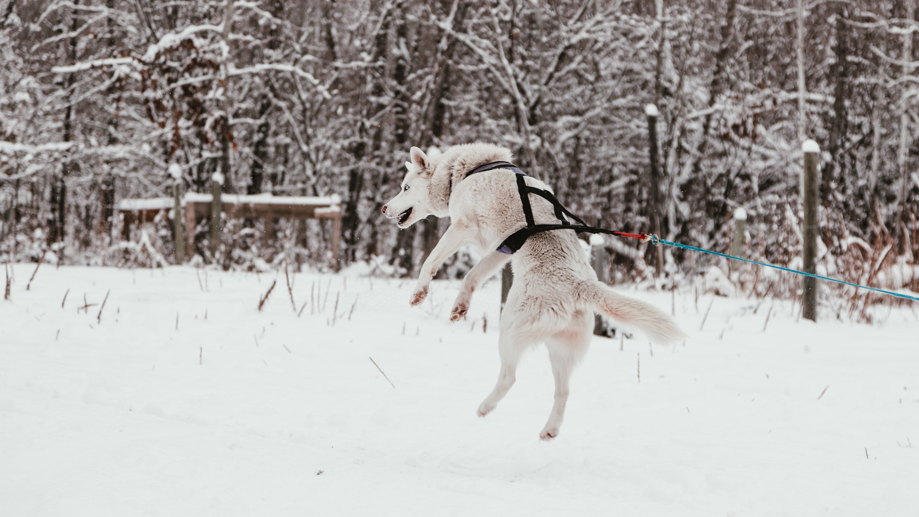 accessoire de Promenade pour chien qui donne du confort et la sécurité à votre compagnon