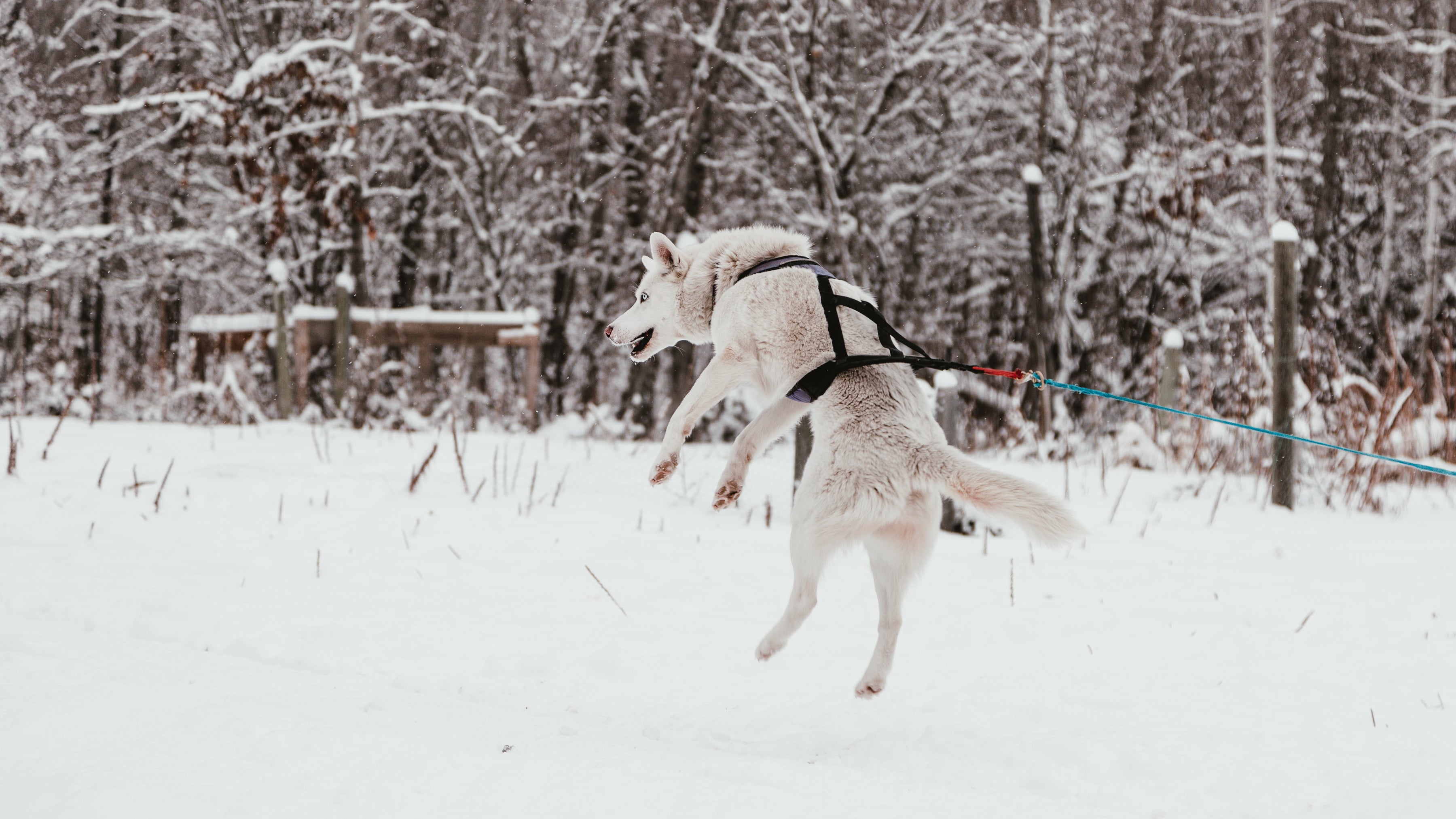 accessoire de Promenade pour chien qui donne du confort et la sécurité à votre compagnon