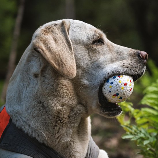 Balle chien qui améliore la l'hygiene dentaire du chien