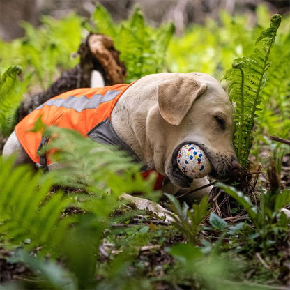 Balle chien qui participe à la santé physique du chien