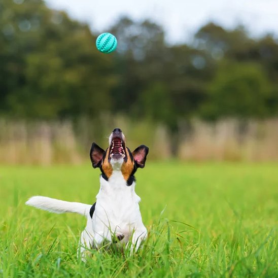 Balle indestructible pour chien idéale pour les entrainements 