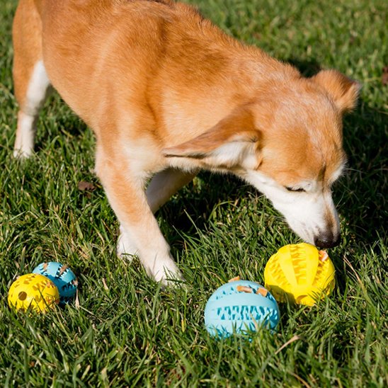 Balle indestructible pour chien non-toxique 
