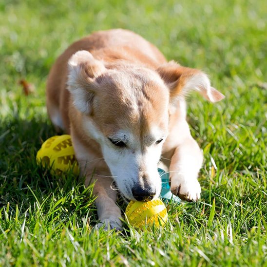 Balle indestructible pour chien qui nettoie naturellement les dents de l'animal