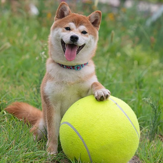 Balle indestructible pour chien | XXL - Excursion Chien