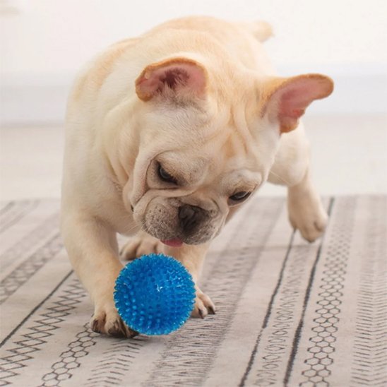 Balle pour Chien | Sharly - Excursion Chien
