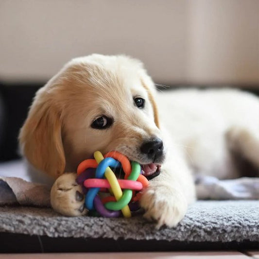 Balle pour chien indestructible Kong qui nettoie naturellement les dents de votre animal
