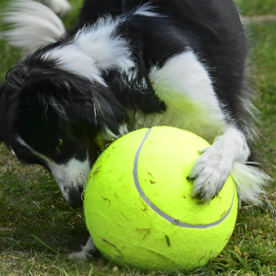 Balle indestructible pour chien | XXL - Excursion Chien