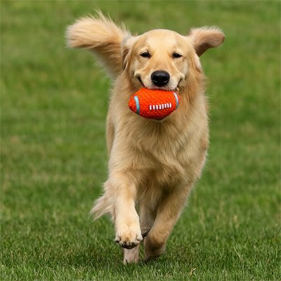 Balle pour Chien qui  favorise l'exercice physique
