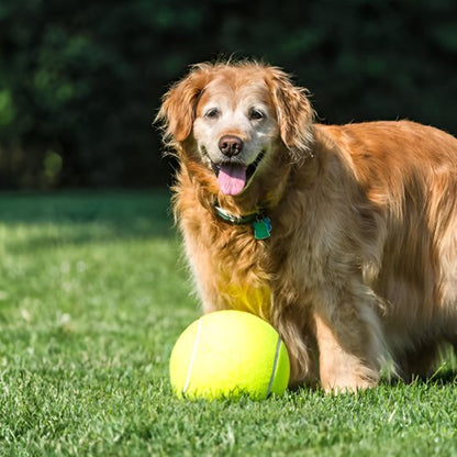 Balle indestructible pour chien | XXL - Excursion Chien