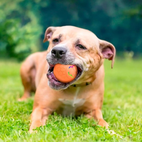 Balle pour chien qui nettoie naturellement les dent de l'animal