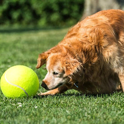 Balle indestructible pour chien | XXL - Excursion Chien