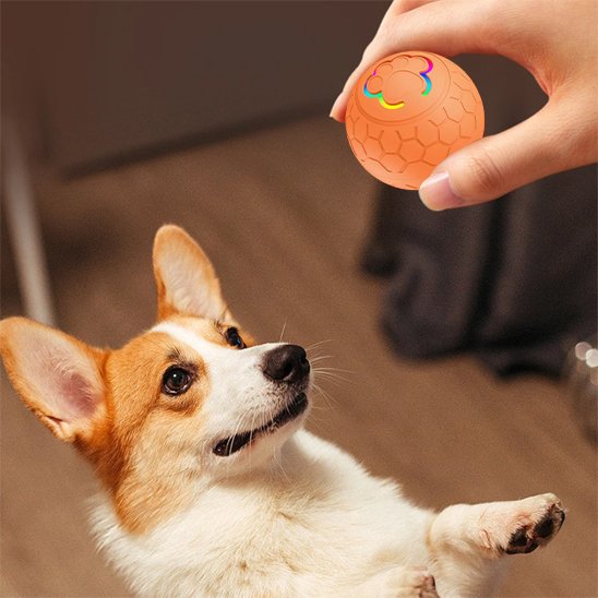 Balle pour chien