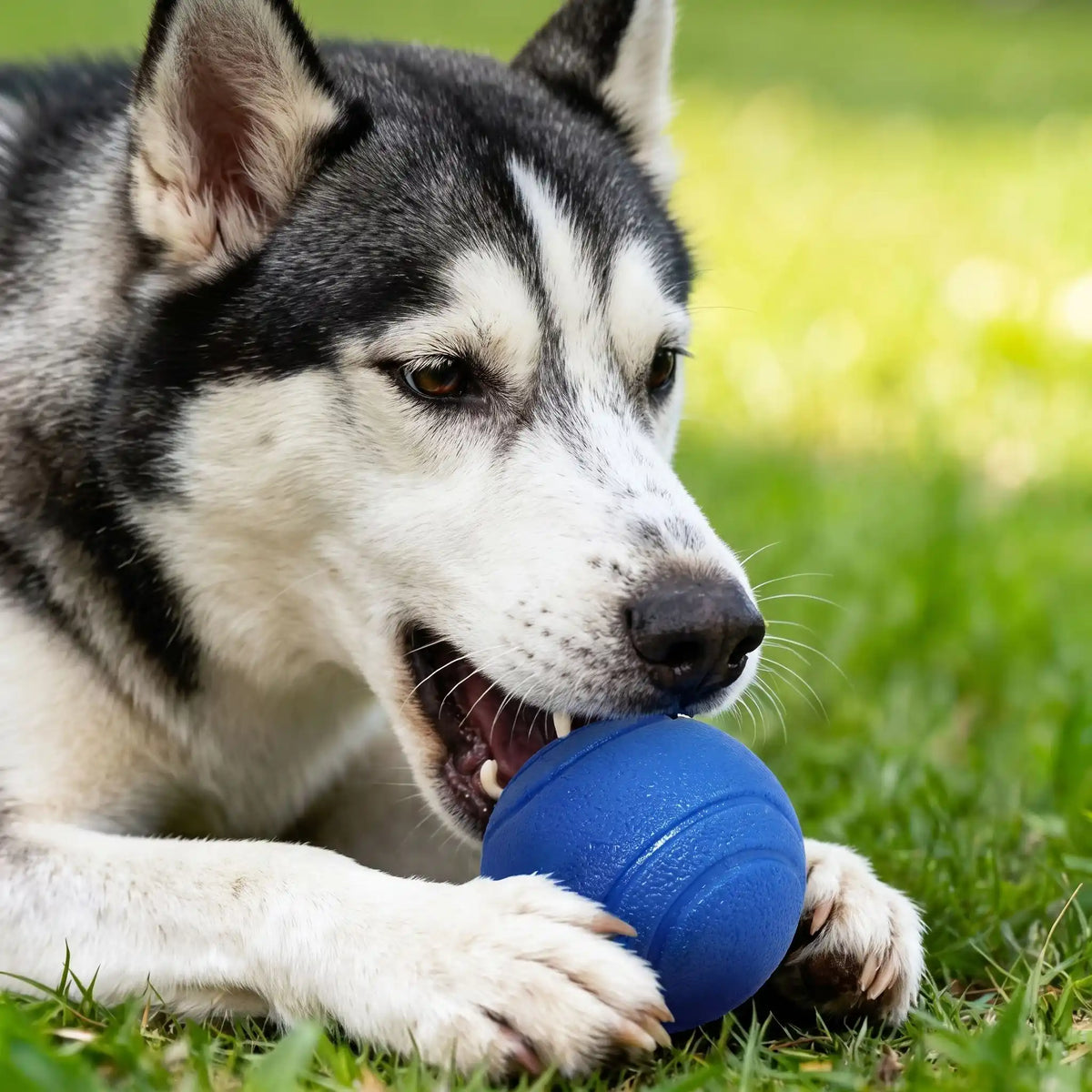 Balles chien | Anti-Déchirement 
