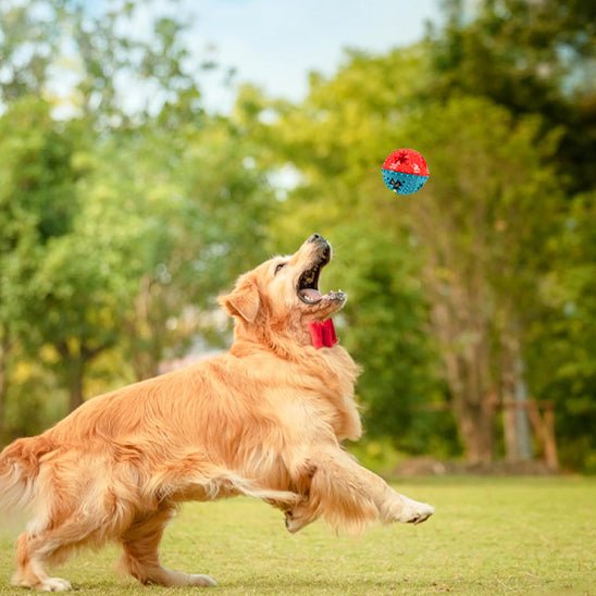 Ballon increvable chien | Ultra - résistant - Excursion Chien