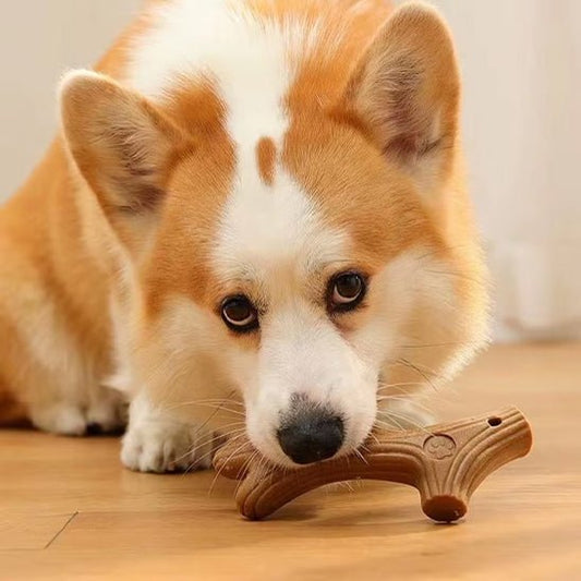 Bâton pour chien indestructible qui prend soin des dents de votre compagnon