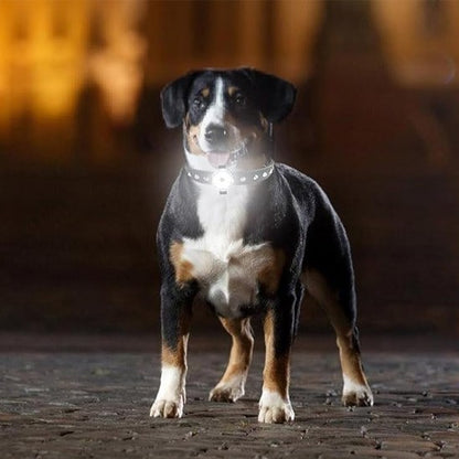 collier lumineux pour chien