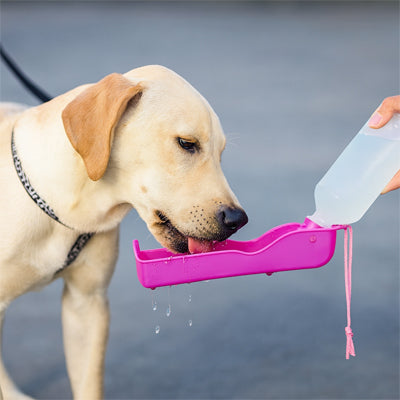 bouteille d'eau pour chien confortable