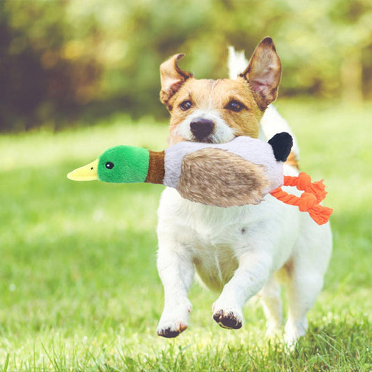 canard pour chien jouet qui éveille les sens de votre compagnon