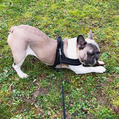 chien harnais ajustable