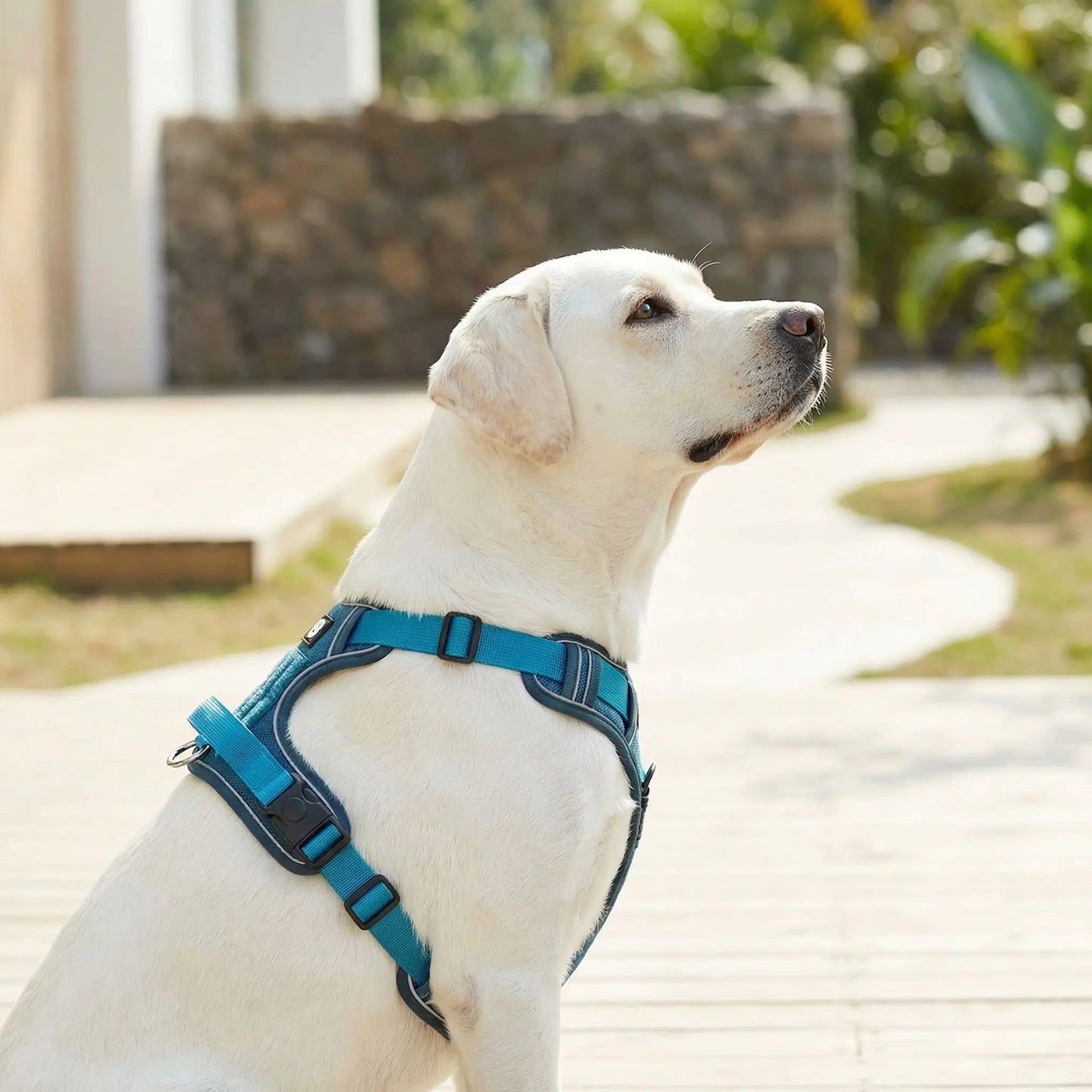 Chien Harnais anti traction | Réfléchissant - Excursion Chien