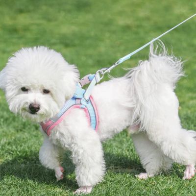 chiot harnais ajustable