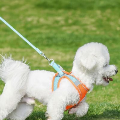 chiot harnais en mesh respirant 