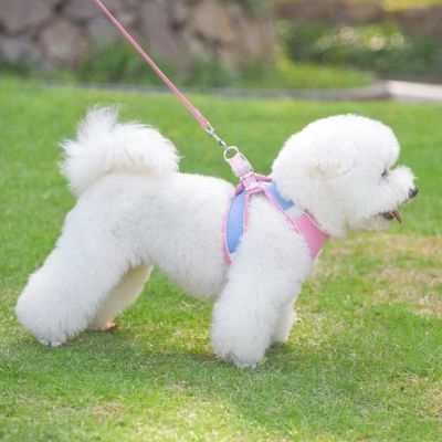 chiot harnais qui respecte sa morphologie