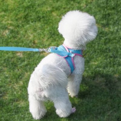 chiot harnais sécuritaire pour les balades de nuit