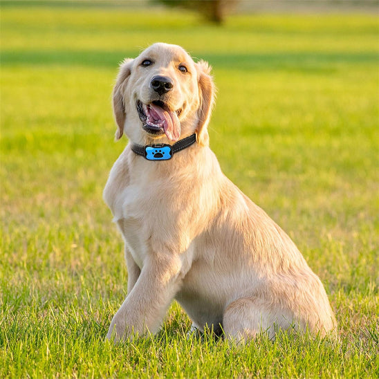 collier anti aboiement chien pratique pour l'entrainement de votre compagnon