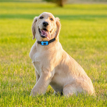 collier anti aboiement chien pratique pour l'entrainement de votre compagnon