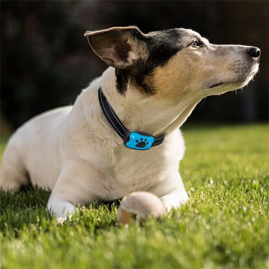 collier anti aboiement chien qui transforme vos relations