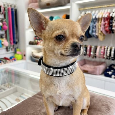 Collier Chien avec boucle ardillon métallique ajustable avec plusieurs crans de réglage