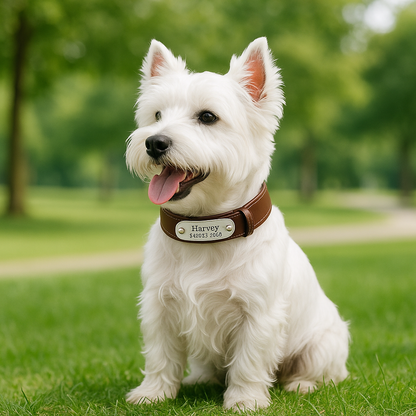 collier chien cuir personnalisé confortable
