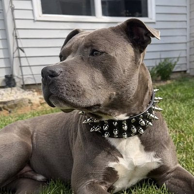 Collier Chien en matière synthétique résistante qui garantit durabilité et facilité d'entretien au quotidien