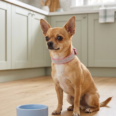 Collier Chien pour petites races et chiots grâce à sa largeur proportionnée