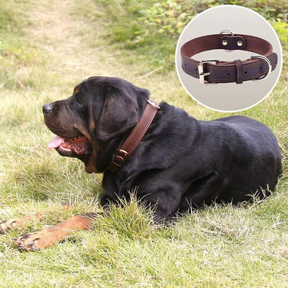 Collier cuir Chien luxueux