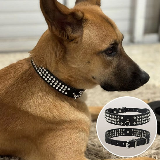 collier cuir chien beau