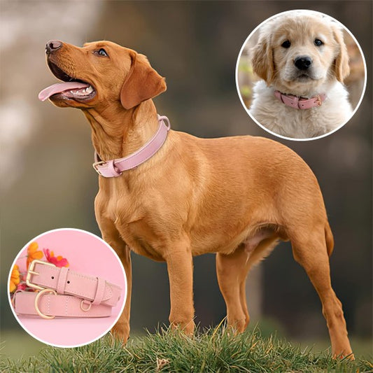 collier cuir chien rose