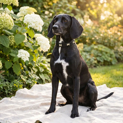 Collier en Cuir Pour Chien | Élégant et Résistant - Excursion Chien